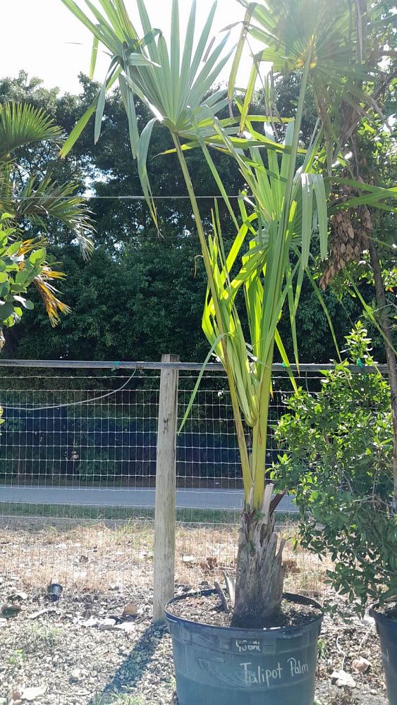 corypha-umbraculifera-talipot-palm