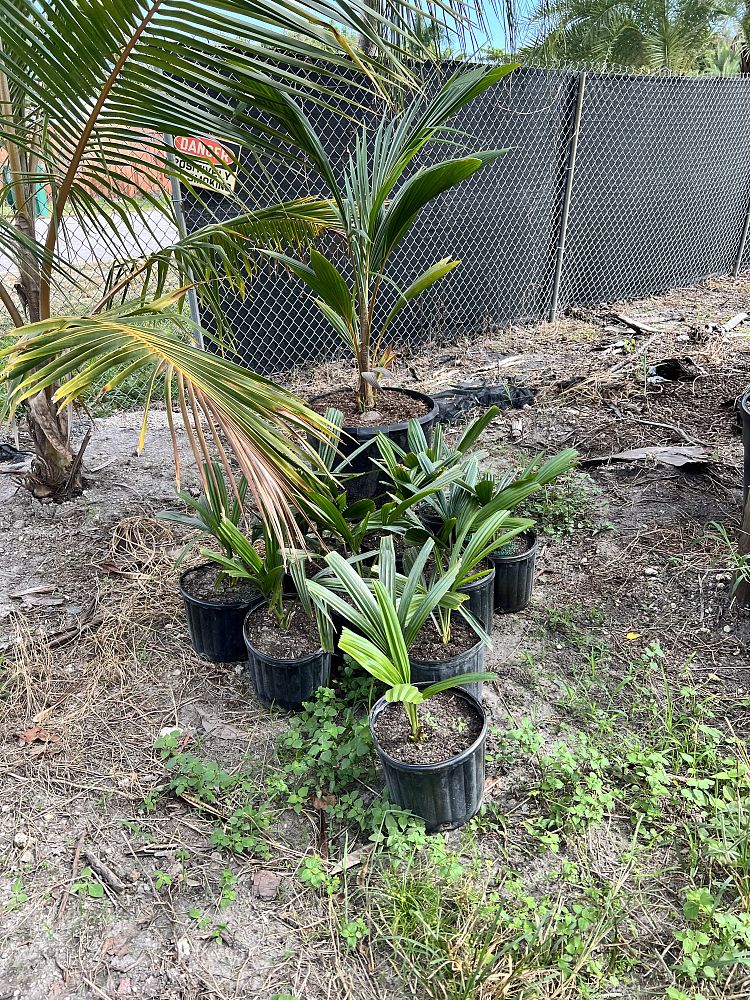 corypha-umbraculifera-talipot-palm