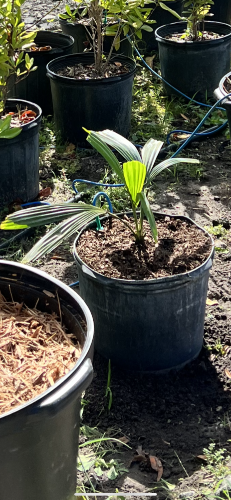 corypha-umbraculifera-talipot-palm