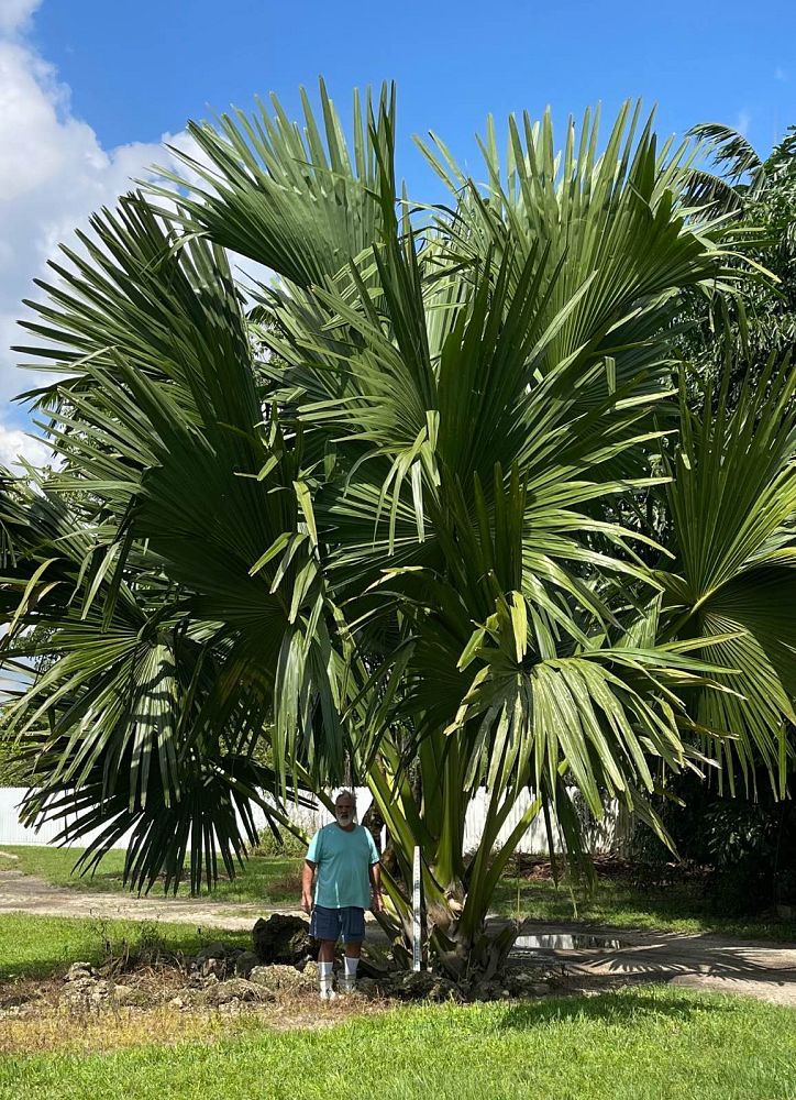 corypha-umbraculifera-talipot-palm
