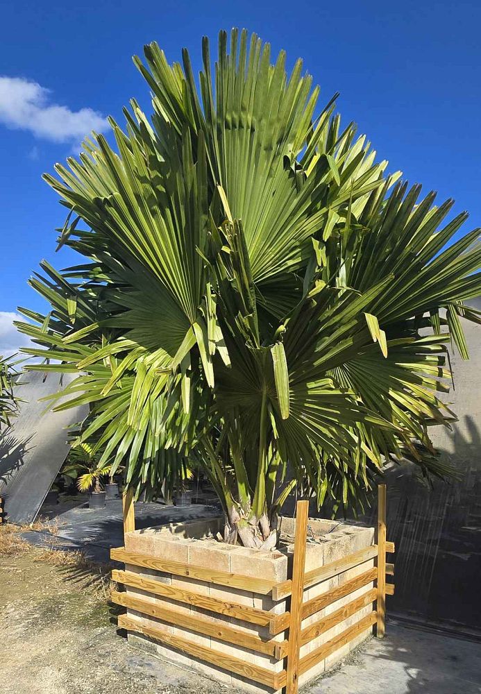 corypha-umbraculifera-talipot-palm