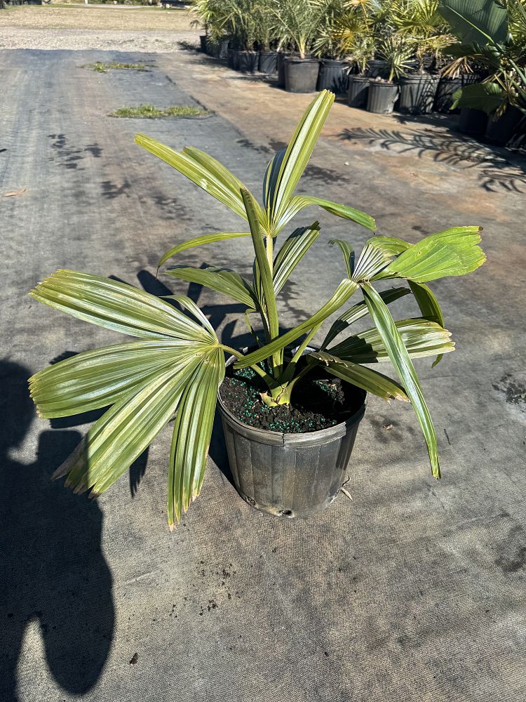 corypha-umbraculifera-talipot-palm