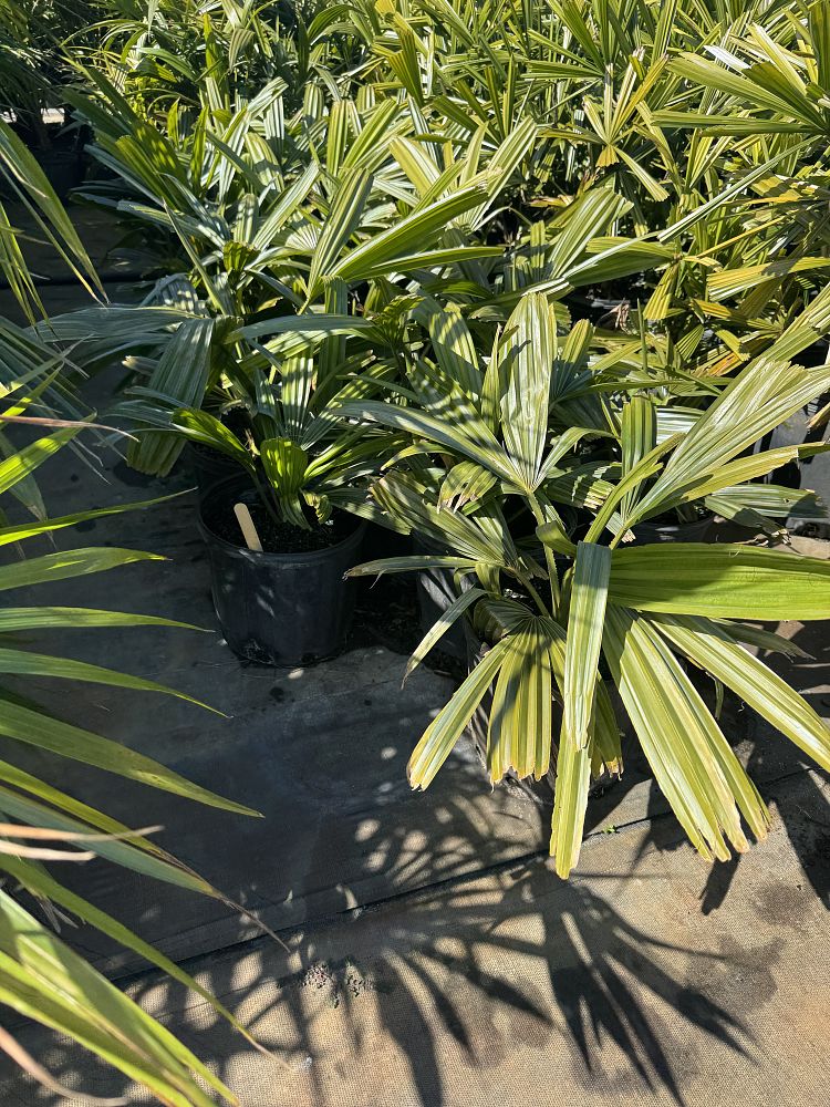 corypha-umbraculifera-talipot-palm