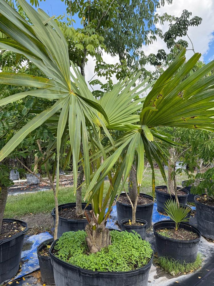 corypha-umbraculifera-talipot-palm