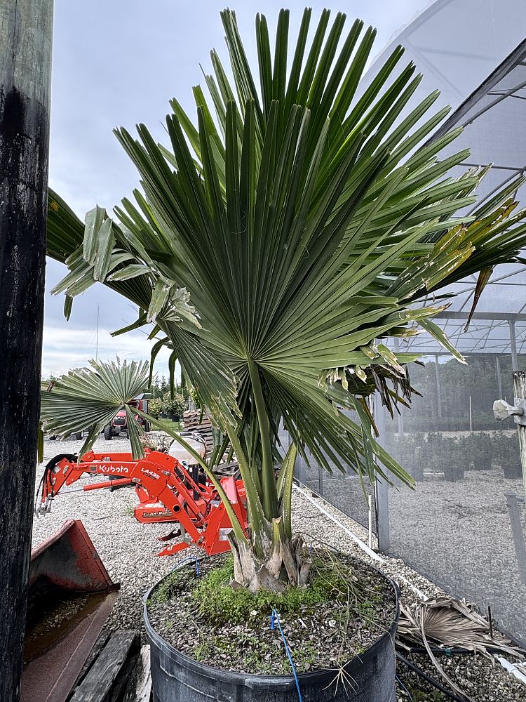 corypha-umbraculifera-talipot-palm