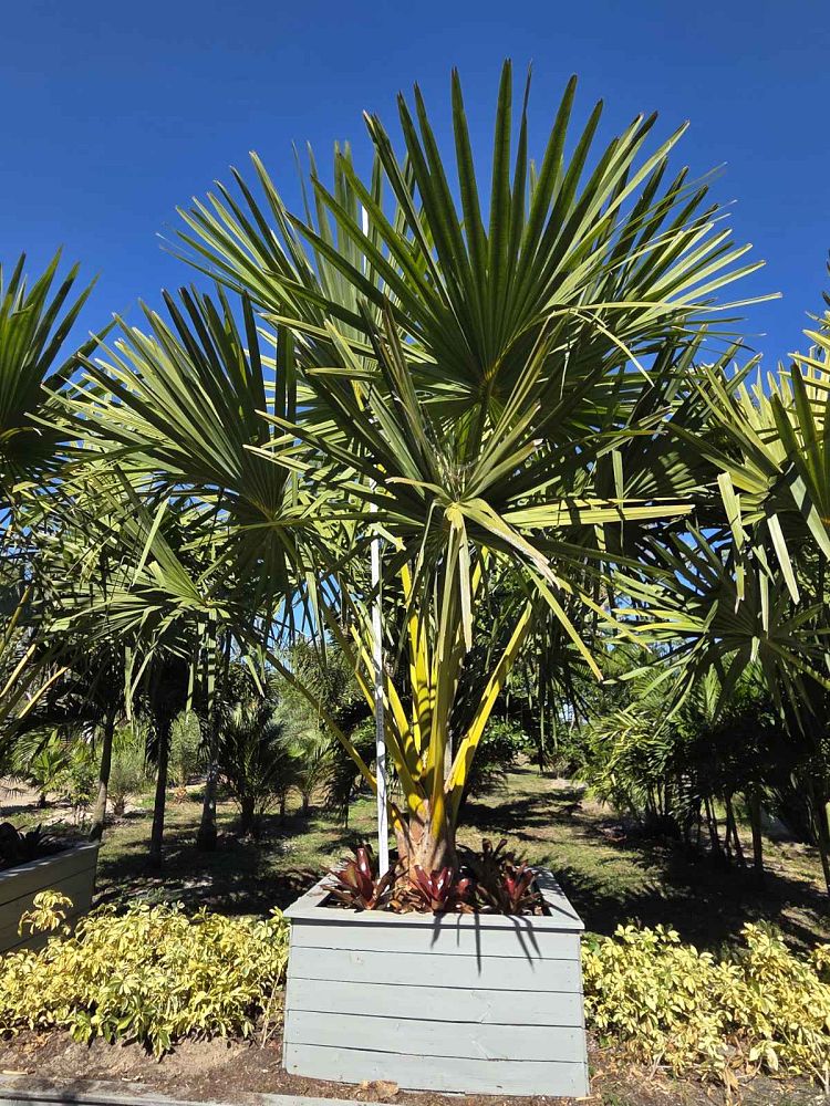 corypha-umbraculifera-talipot-palm