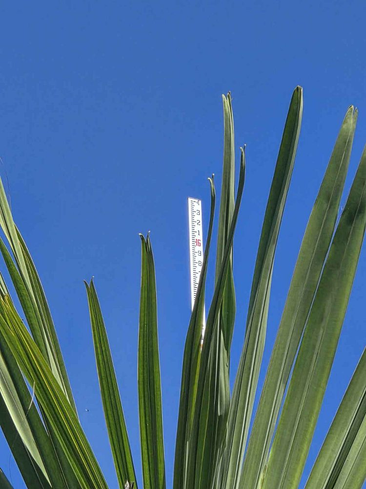 corypha-umbraculifera-talipot-palm