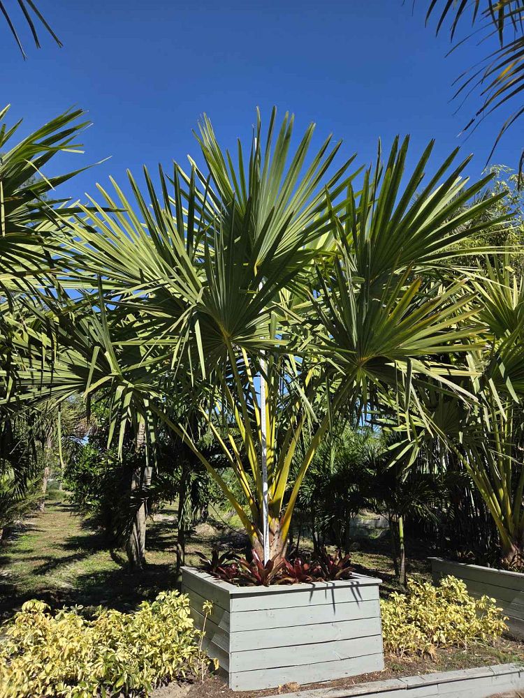corypha-umbraculifera-talipot-palm