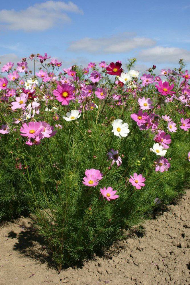 cosmos-bipinnatus-sonata-series-mixed-mexican-aster-common-cosmos