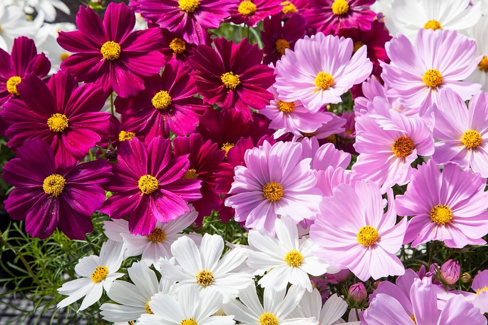 cosmos-bipinnatus-sonata-series-mixed-mexican-aster-common-cosmos