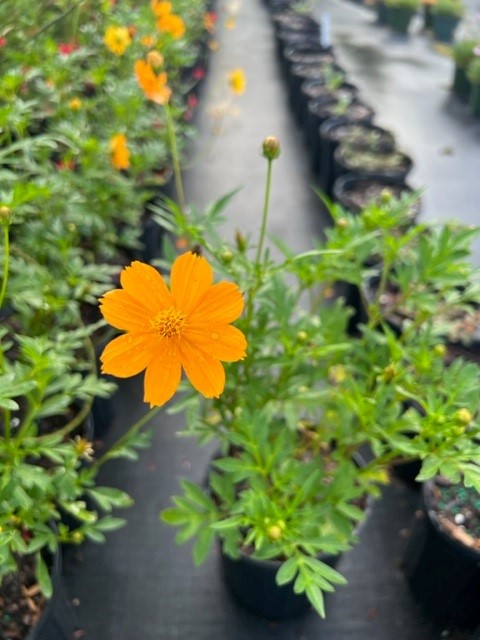 cosmos-sulphureus-yellow-cosmos