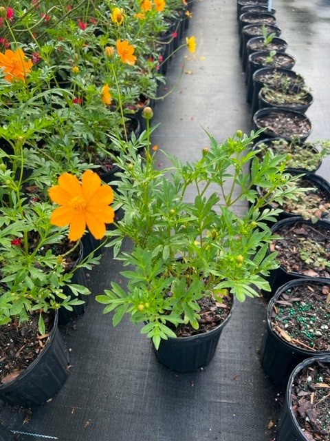 cosmos-sulphureus-yellow-cosmos