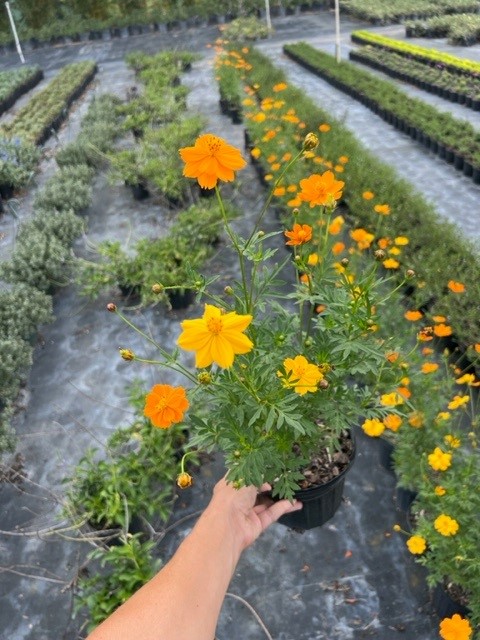 cosmos-sulphureus-yellow-cosmos