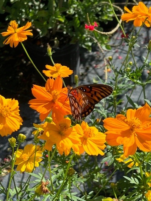cosmos-sulphureus-yellow-cosmos
