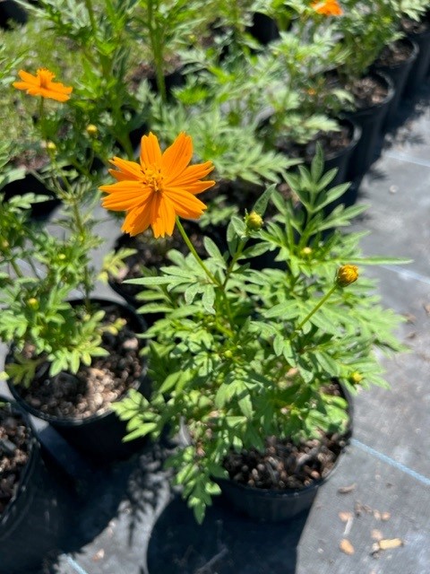 cosmos-sulphureus-yellow-cosmos