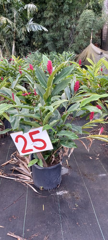 costus-barbatus-red-velvet-spiral-ginger
