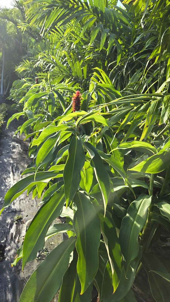 costus-barbatus-red-velvet-spiral-ginger