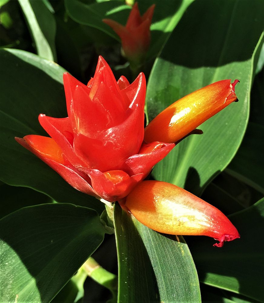 costus-curvibracteatus-orange-tulip-spiral-ginger