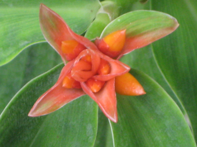 costus-curvibracteatus-orange-tulip-spiral-ginger