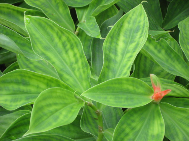 costus-curvibracteatus-orange-tulip-spiral-ginger