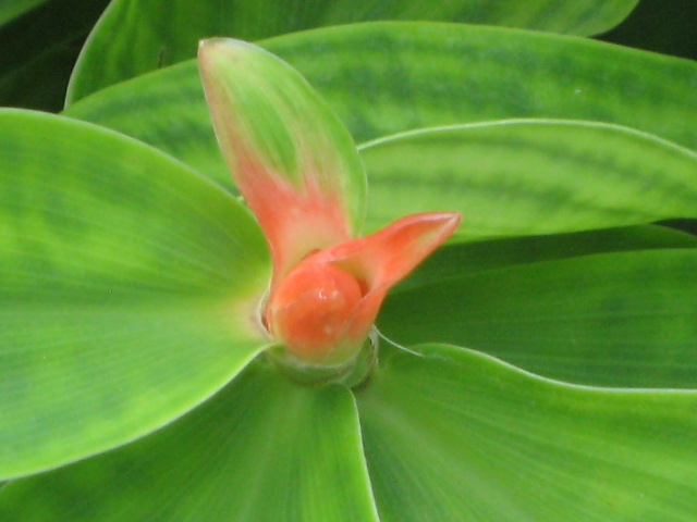 costus-curvibracteatus-orange-tulip-spiral-ginger