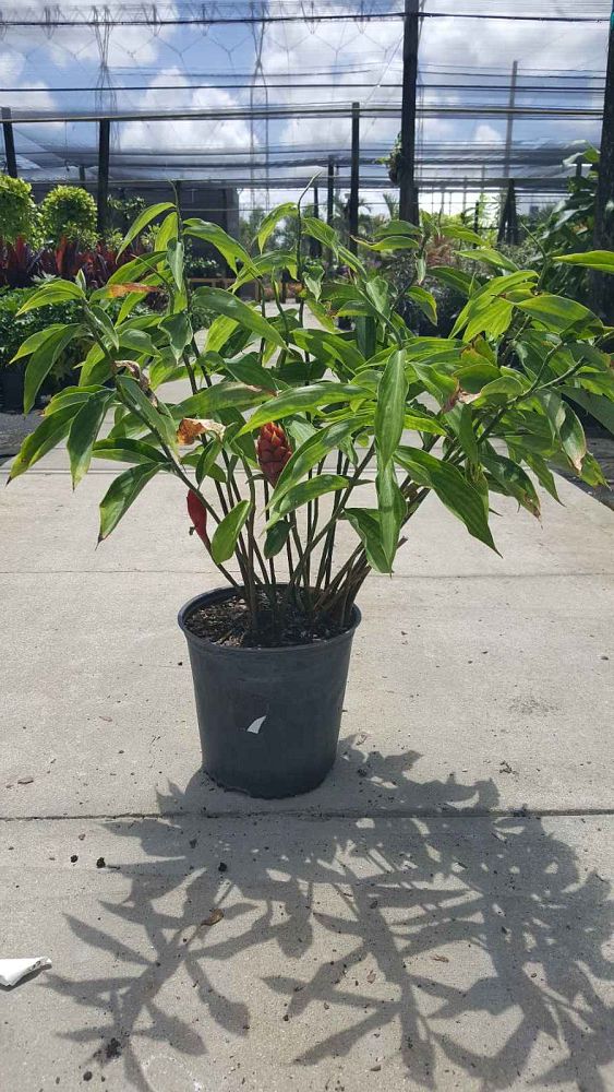 costus-erythrothyrsus