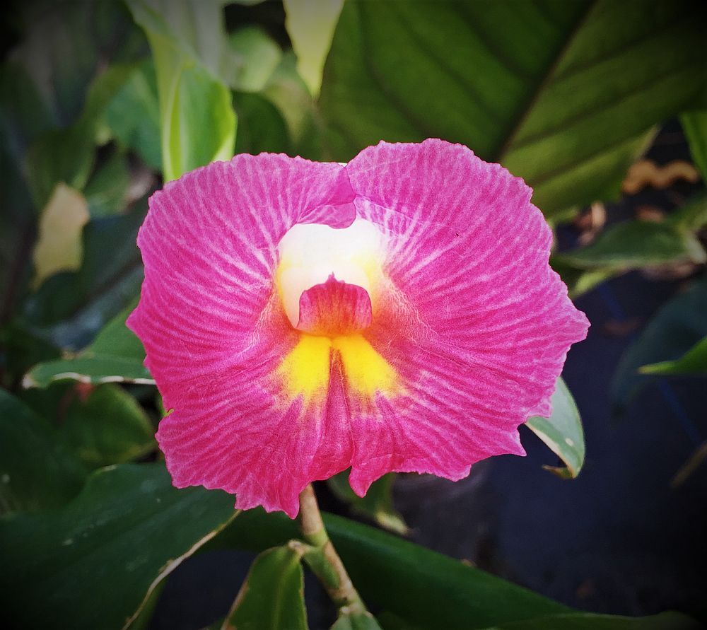 costus-fissiligulatus-spiral-ginger-cameroon