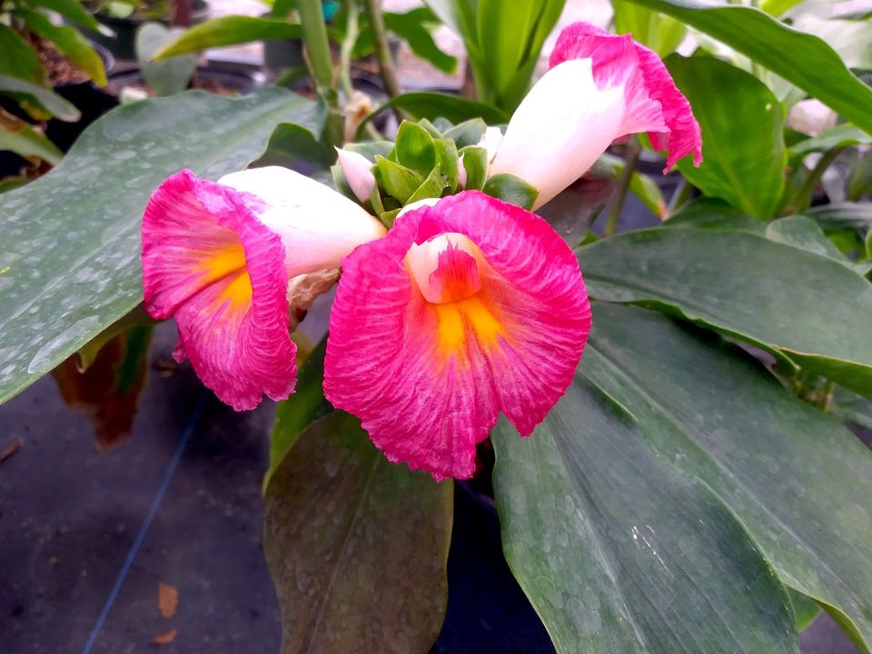 costus-fissiligulatus-spiral-ginger-cameroon