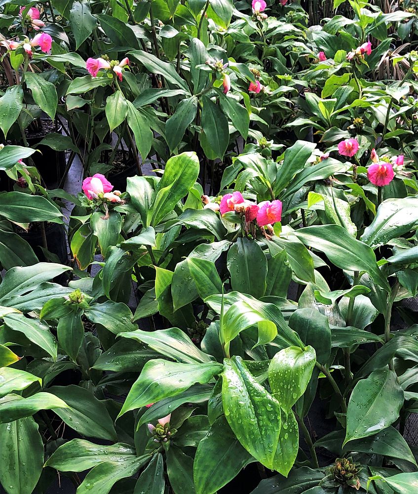 costus-fissiligulatus-spiral-ginger-cameroon