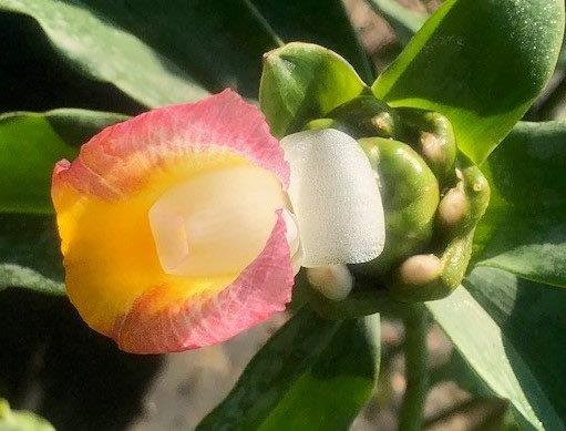 costus-igneus-spiral-ginger-fiery-costus