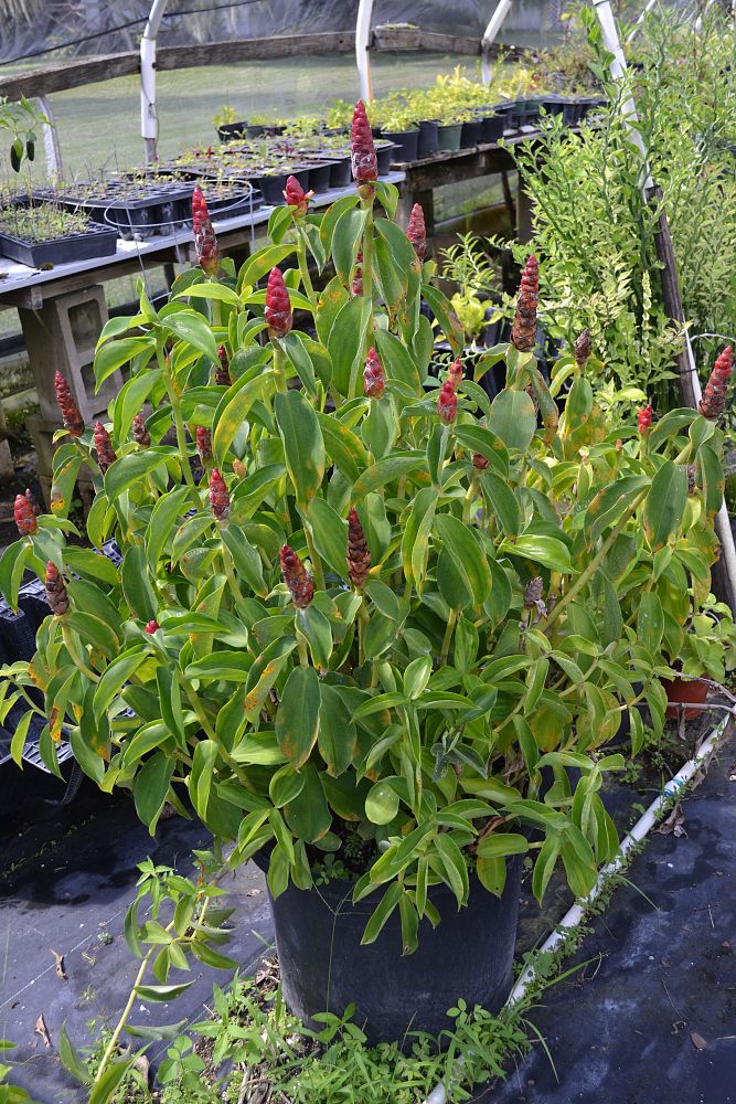 costus-malortieanus-stepladder-ginger-pine-cone-ginger