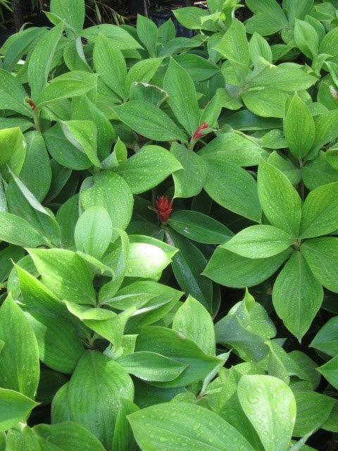 costus-osae