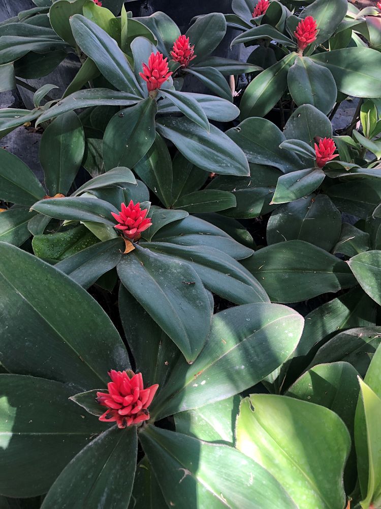 costus-osae