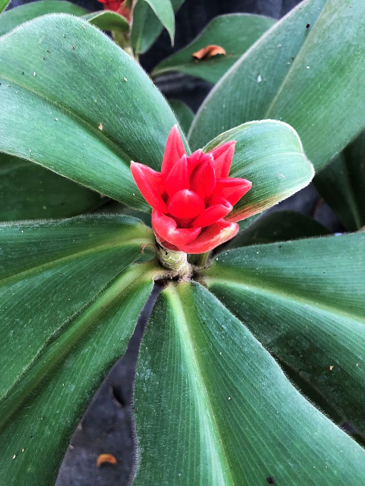 costus-osae