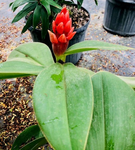 costus-osae