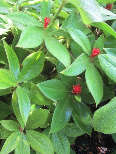 costus-osae