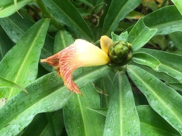 costus-pictus-spiral-ginger