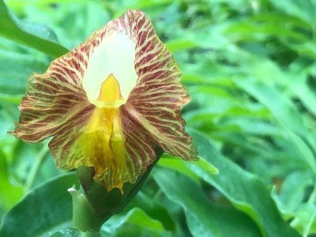 costus-pictus-spiral-ginger