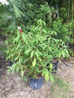 costus-speciosus-crepe-ginger