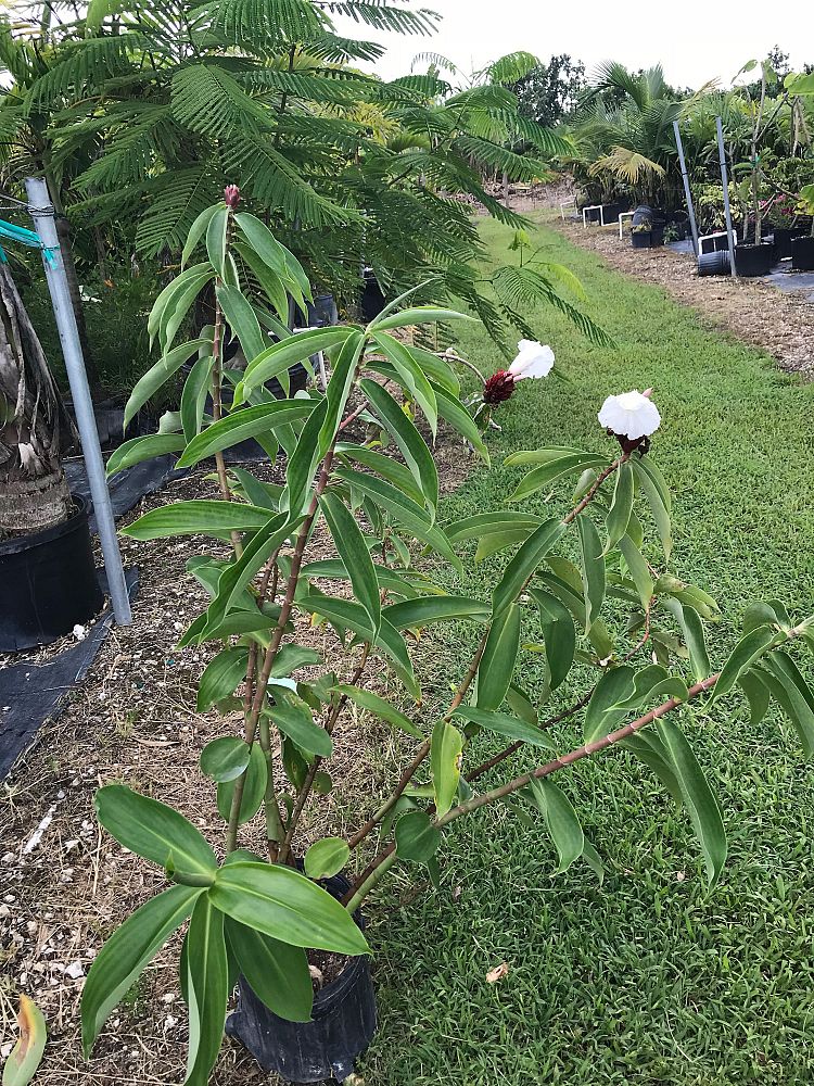 costus-speciosus-crepe-ginger