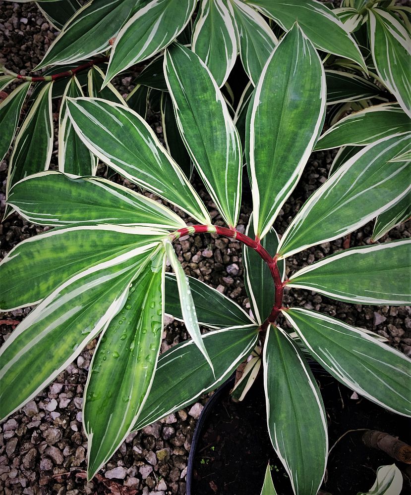 costus-speciosus-variegatus-crepe-ginger