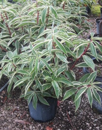 costus-speciosus-variegatus-crepe-ginger