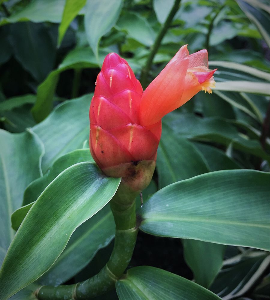 costus-spicatus-corkscrew-ginger-indianhead-spiral-ginger