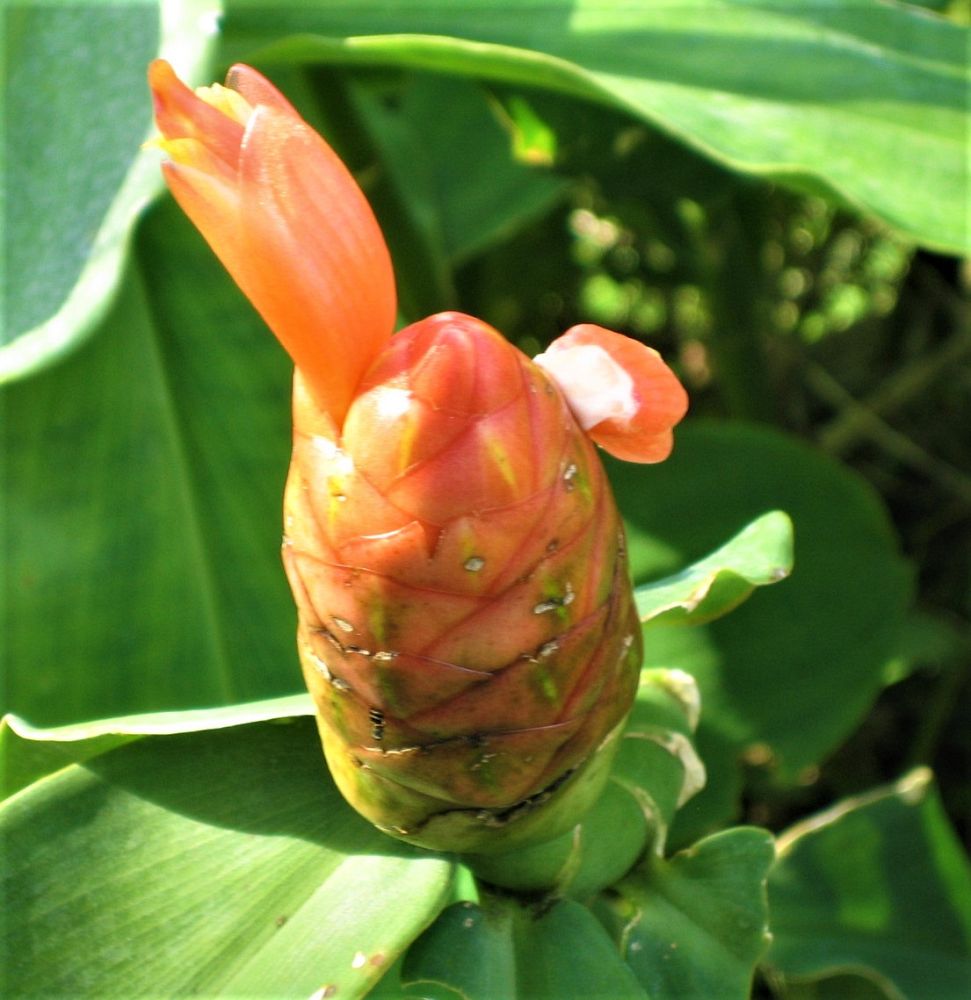 costus-spicatus-corkscrew-ginger-indianhead-spiral-ginger