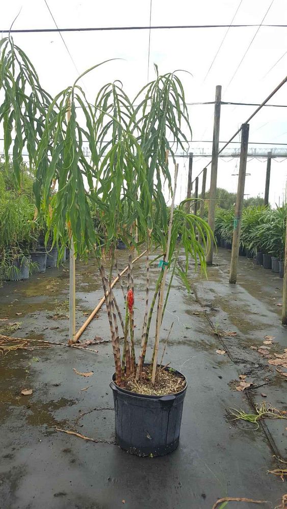 costus-stenophyllus-bamboo-ginger