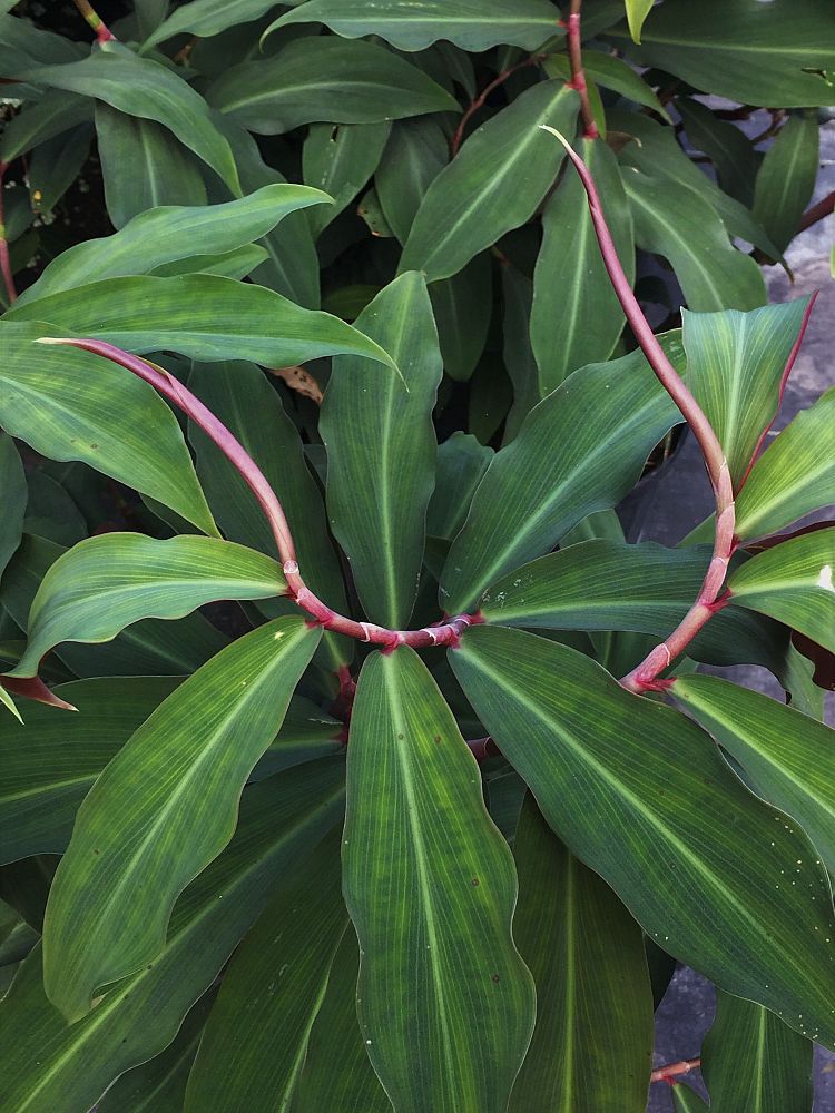 costus-vargasii-raspberry-yogurt-spiral-ginger-costus