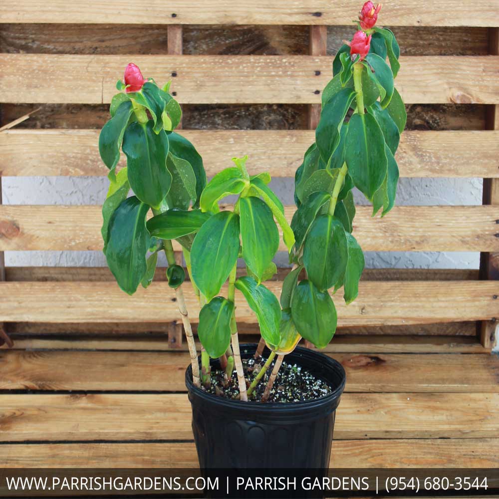 costus-woodsonii-red-button-ginger