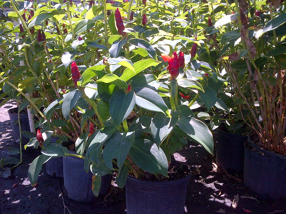 costus-woodsonii-red-button-ginger