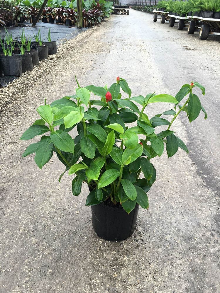 costus-woodsonii-red-button-ginger