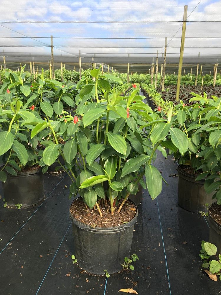 costus-woodsonii-red-button-ginger